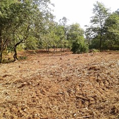 Trituración restos e creación devesa perimetral de frondosas