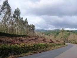 Xestión Gestión de Montes plantación prevención incendios PONTEVEDRA LOUREI