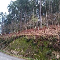 Xestión Gestión de Montes poda prevención incendios PONTEVEDRA LOUREIRO ARB